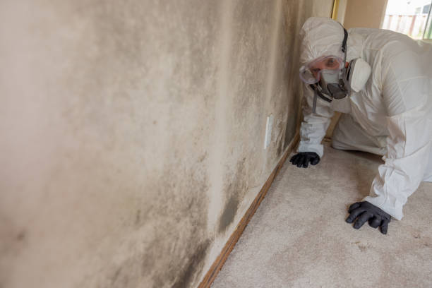 Best Asbestos and Lead Testing During Mold Inspection  in Kendall West, FL