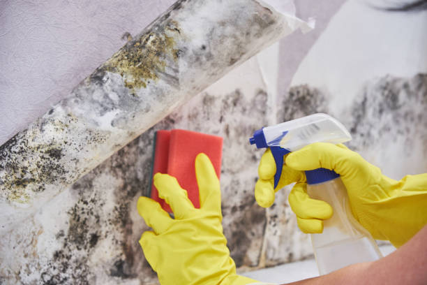 Best Industrial Mold Remediation  in Kendall West, FL